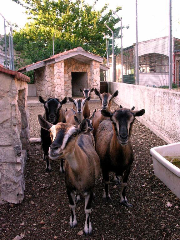 Agriturismo Valle Verde Altamura Eksteriør bilde